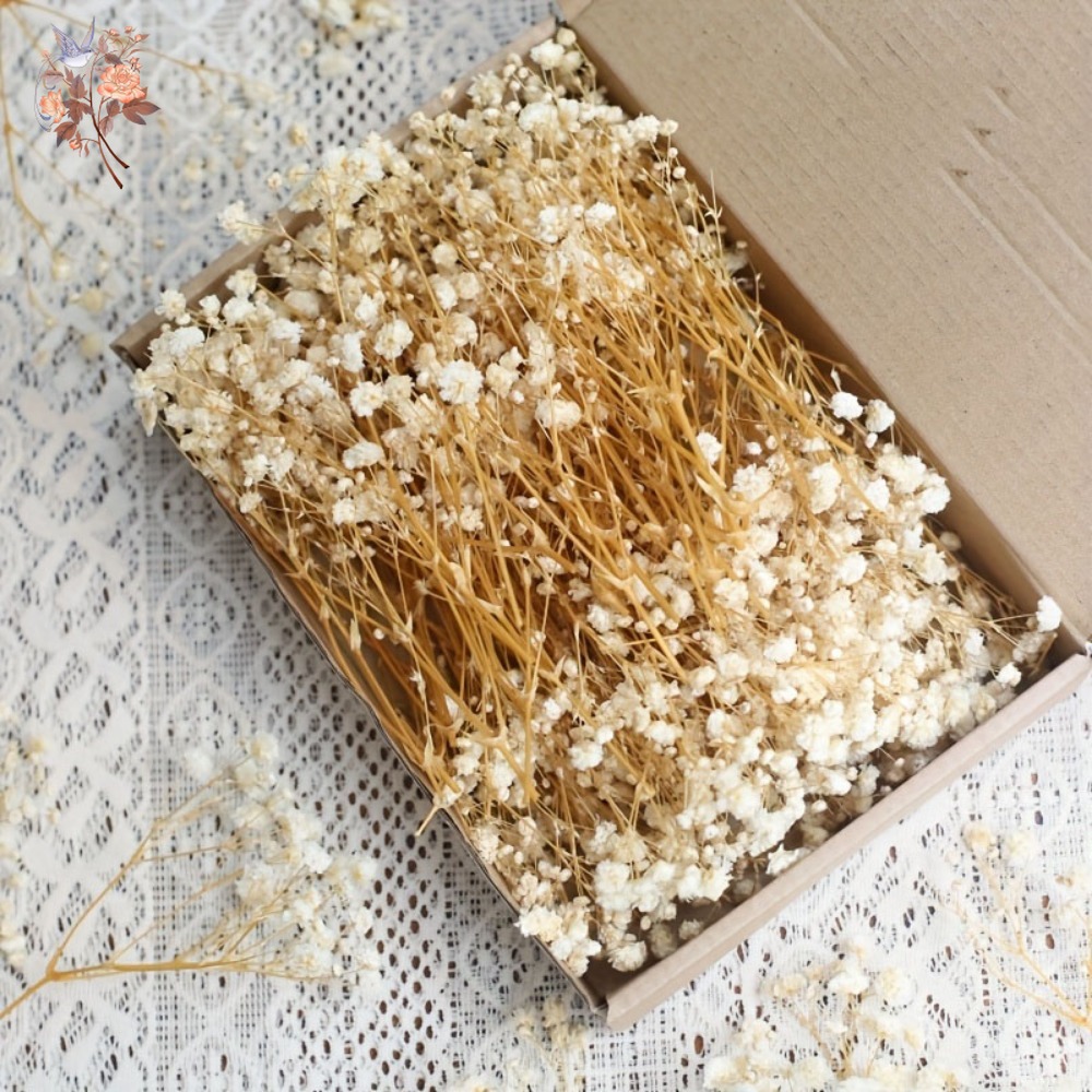 100pcs Mini Dried Baby's Breat - đánh giá và giá Dried Flower Bulk
