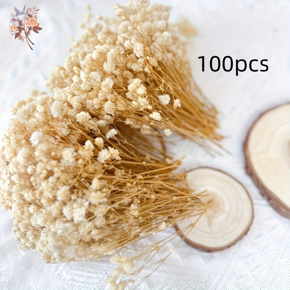 100pcs Mini Dried Baby's Breat - đánh giá và giá Dried Flower Bulk