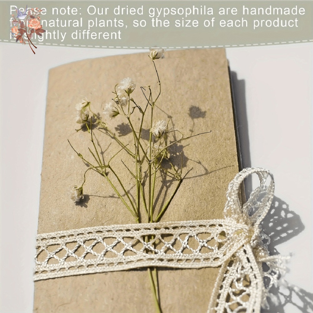 100pcs Mini Dried Baby's Breat - đánh giá và giá Dried Flower Bulk